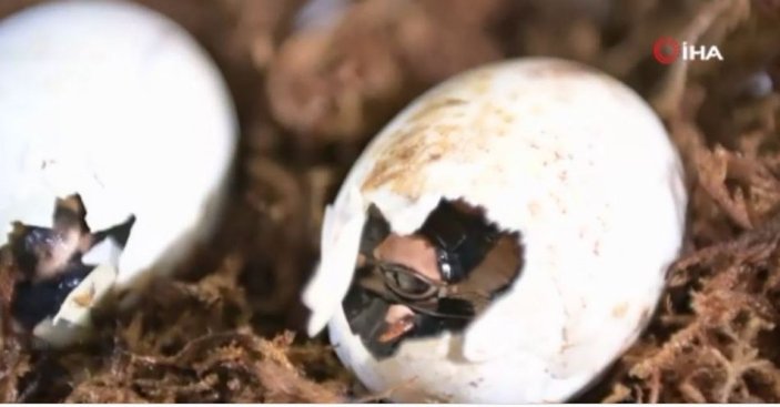 Yapay olarak üremesi sağlanan Çin timsahları yumurtadan çıkmaya başladı -1