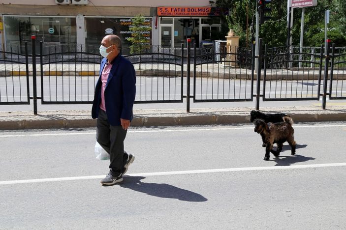 Her yere yavru keçileri ile gidiyor -2
