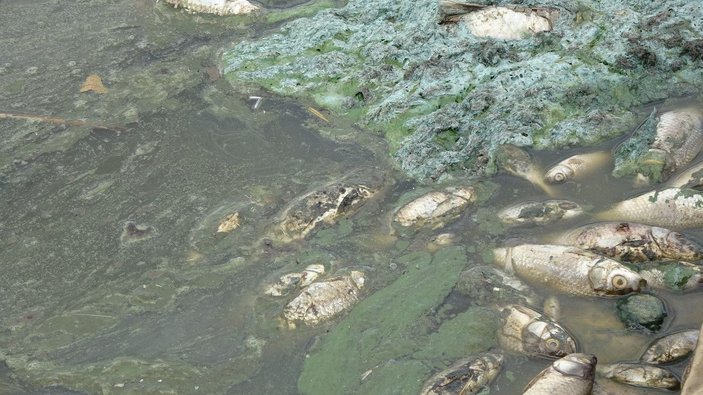 Kırklareli'ndeki gölette balıkları öldüren işletmeye 96 bin lira ceza
