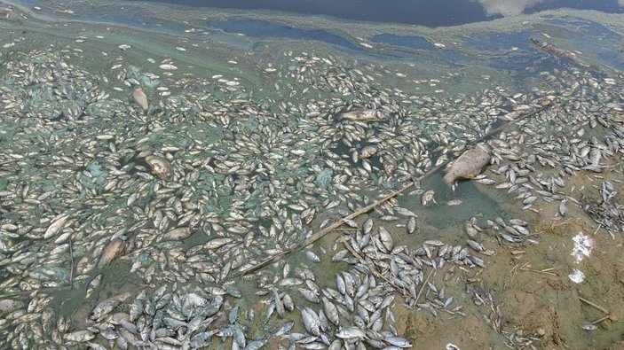 Kırklareli'ndeki gölette balıkları öldüren işletmeye 96 bin lira ceza
