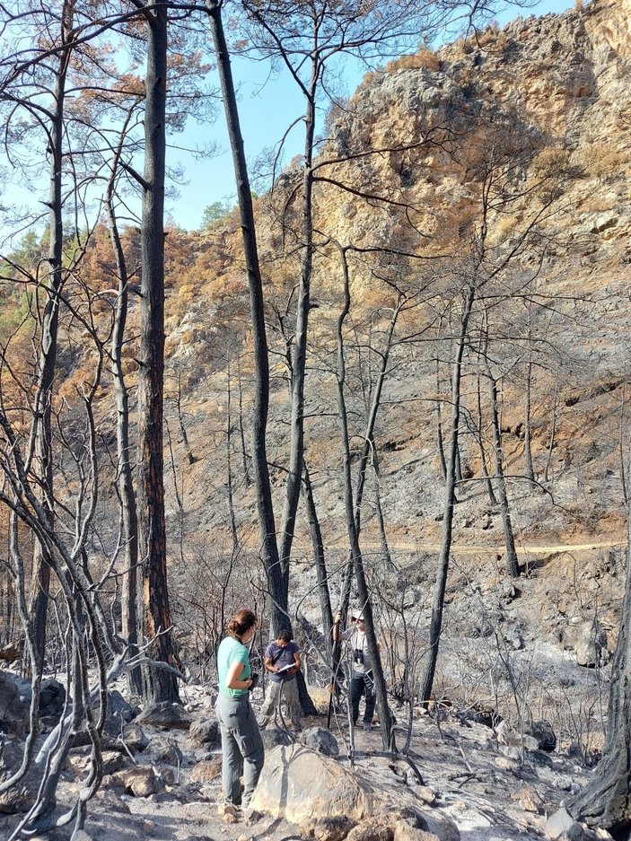 Muğla'da yanan 'özel bölgeler' için ekolojik kurtarma operasyonu -7