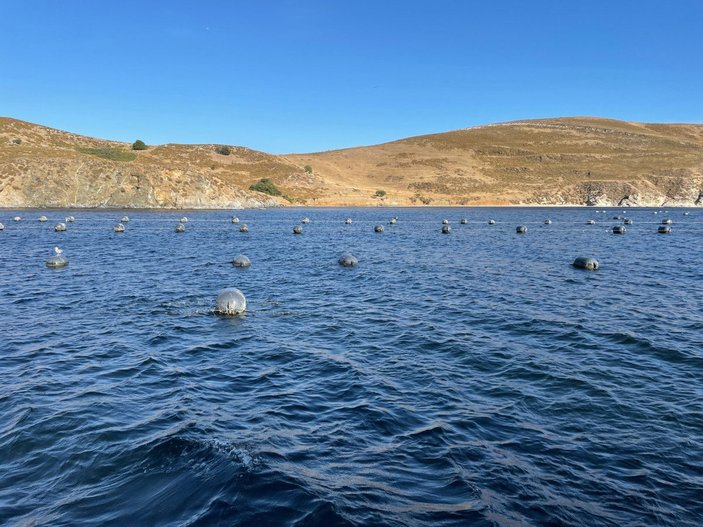 Marmara Denizi'nde midyeler, saatte 11 milyar litre suyu filtre edecek