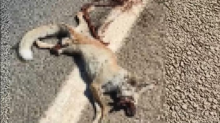 Şanlıurfa’da mahallelinin beslediği tilki kazada öldü -4