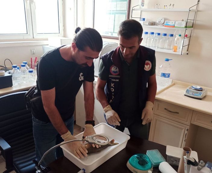 Van'da baraj gölündeki balıklar şoka girip ölmüş -5