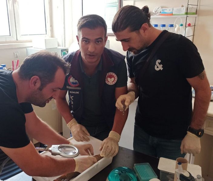 d Van'da baraj gölündeki balıklar şoka girip ölmüş -6