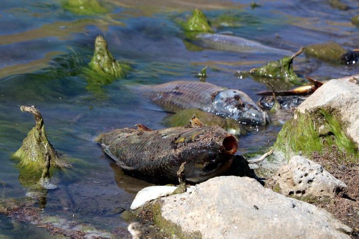 Van'da baraj gölündeki balıklar şoka girip ölmüş -3