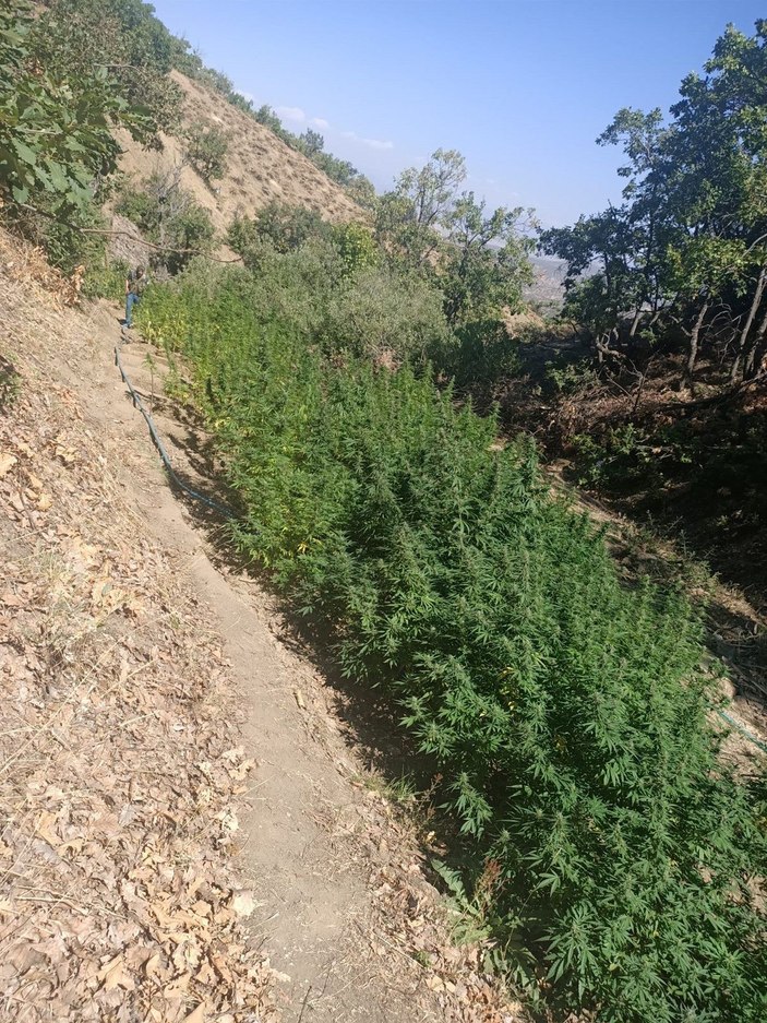 Bingöl’de 1100 kök kenevir ve 21 kilo esrar ele geçirildi -2