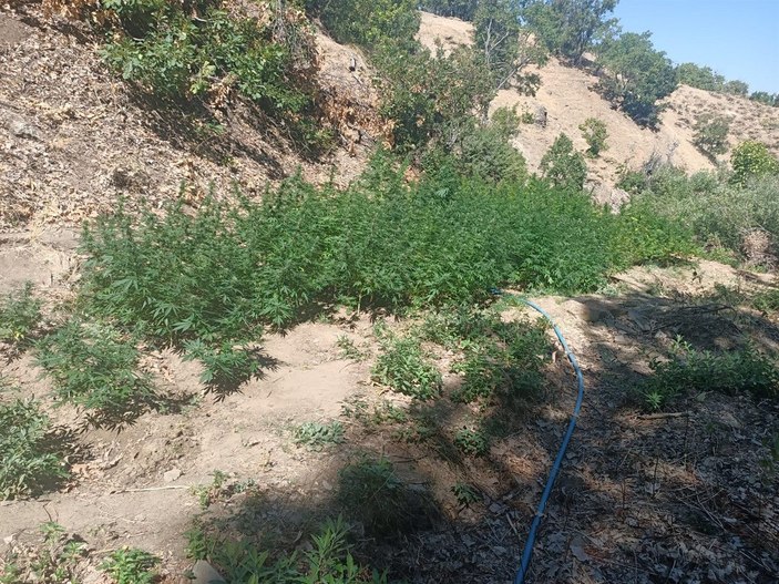 Bingöl’de 1100 kök kenevir ve 21 kilo esrar ele geçirildi -4