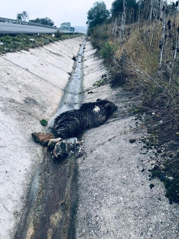 Bolu'da aracın çarptığı yavru ayı öldü -5