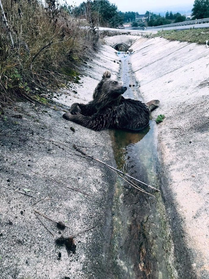 Bolu'da aracın çarptığı yavru ayı öldü -4