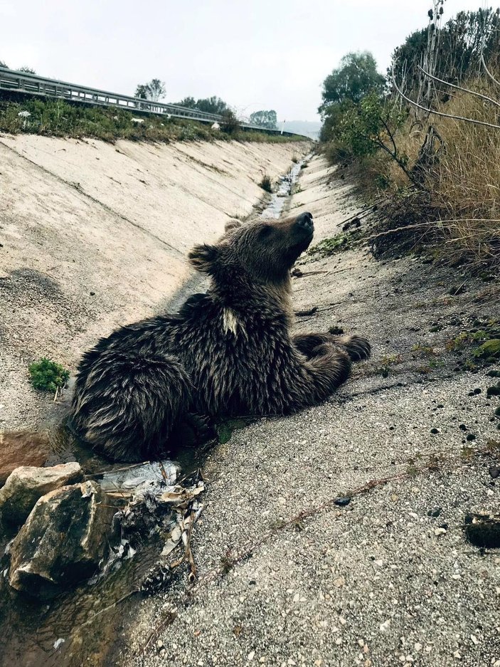 Bolu'da aracın çarptığı yavru ayı öldü -1