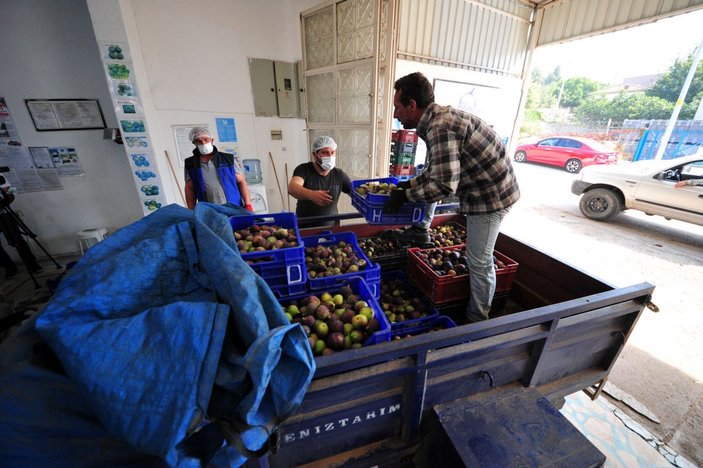 Bursa siyahı inciri, dünya pazarına ihraç ediliyor -5