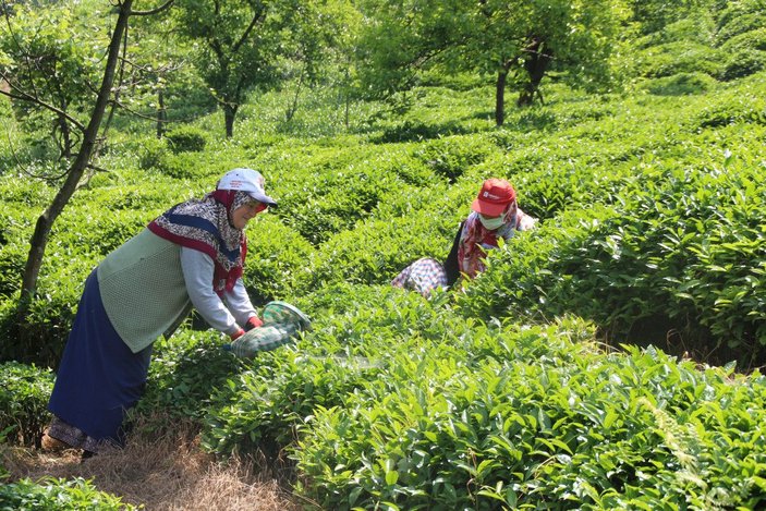 Çay ailece toplandı, 100 milyon dolar üreticiye kaldı -6