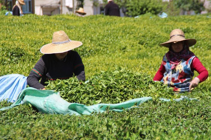 Çay ailece toplandı, 100 milyon dolar üreticiye kaldı -1