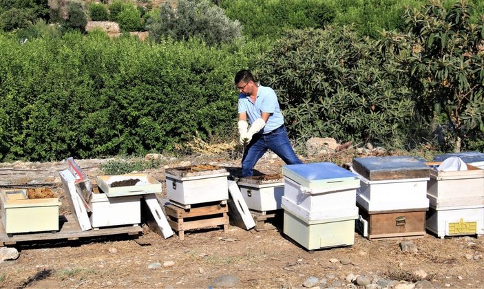 1 milyondan fazla arısı zehirlendi, ”Hepsini çalsalar canım bu kadar yanmazdı” -4