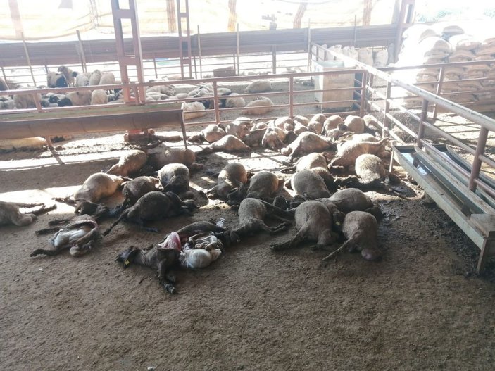 Mersin’de ağıla giren köpekler 50 küçükbaş hayvanı telef etti -1