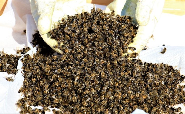 1 milyondan fazla arısı zehirlendi, ”Hepsini çalsalar canım bu kadar yanmazdı” -6