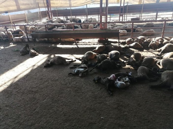 Mersin’de ağıla giren köpekler 50 küçükbaş hayvanı telef etti -3