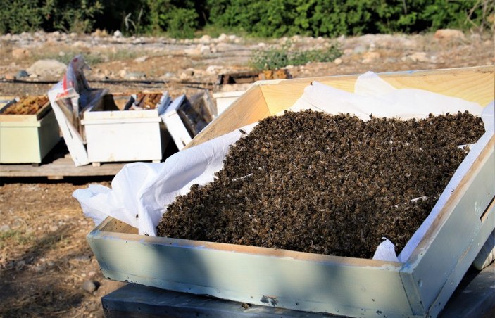 1 milyondan fazla arısı zehirlendi, ”Hepsini çalsalar canım bu kadar yanmazdı” -3