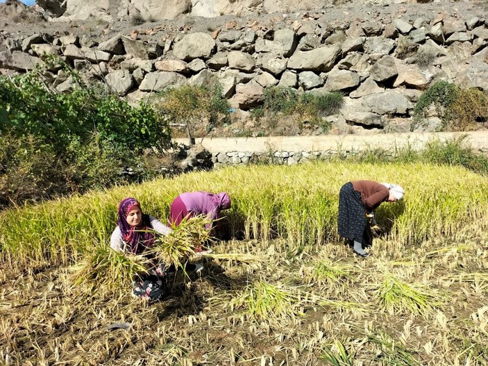 Sular altında kalacak köyde son çeltik hasadı başladı -7