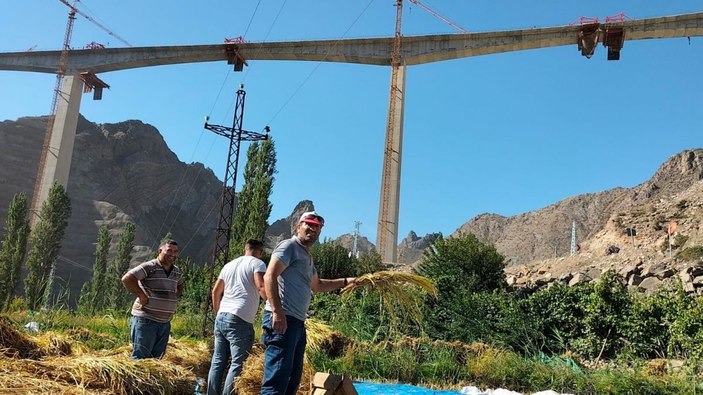 Sular altında kalacak köyde son çeltik hasadı başladı -1