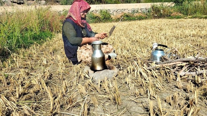 Sular altında kalacak köyde son çeltik hasadı başladı -6