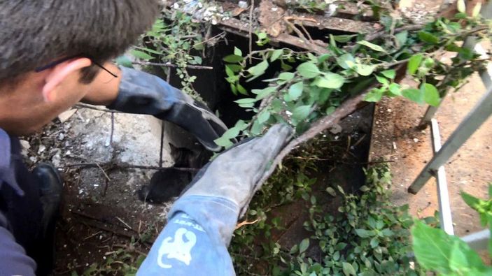 Avcılar'da su kuyusuna düşen yavru kedi kurtarıldı -8