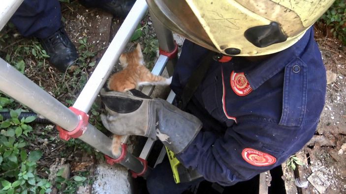 d Avcılar'da su kuyusuna düşen yavru kedi kurtarıldı -10