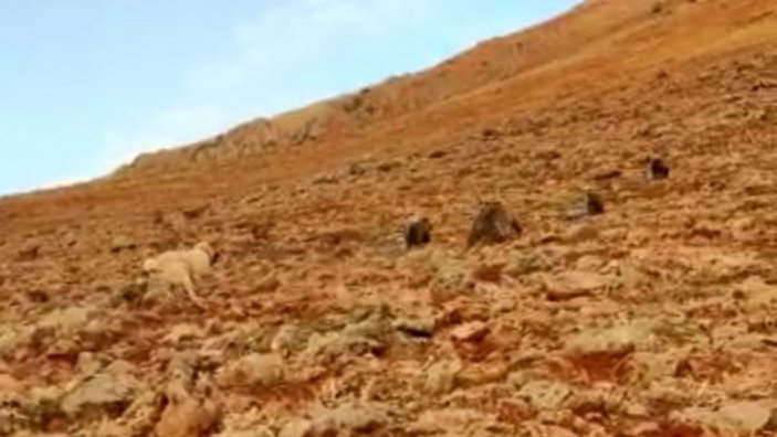 Tunceli'de anne ve yavru ayılar koyunlara saldırdı