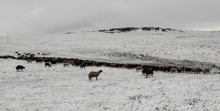 Kars'ın yükseklerine kar yağdı, çobanlar zor durumda kaldı -3