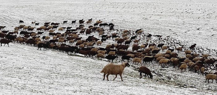 Kars'ın yükseklerine kar yağdı, çobanlar zor durumda kaldı -1
