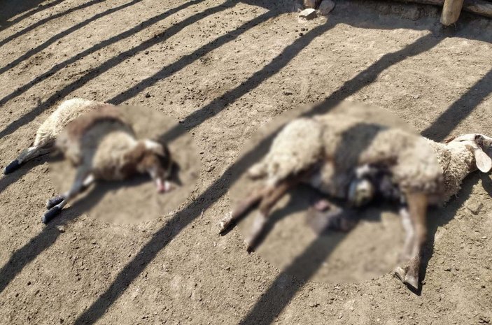 Kastamonu'da iki ağıla saldıran ayı, 25 koyunu telef etti