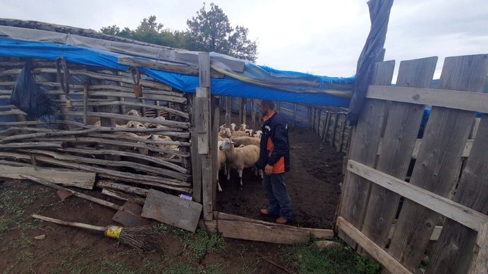 Kastamonu'da iki ağıla saldıran ayı, 25 koyunu telef etti