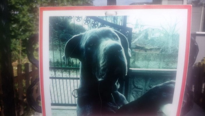 Alaz'ın köpek saldırısında kopan kulağına 300 dikiş -9