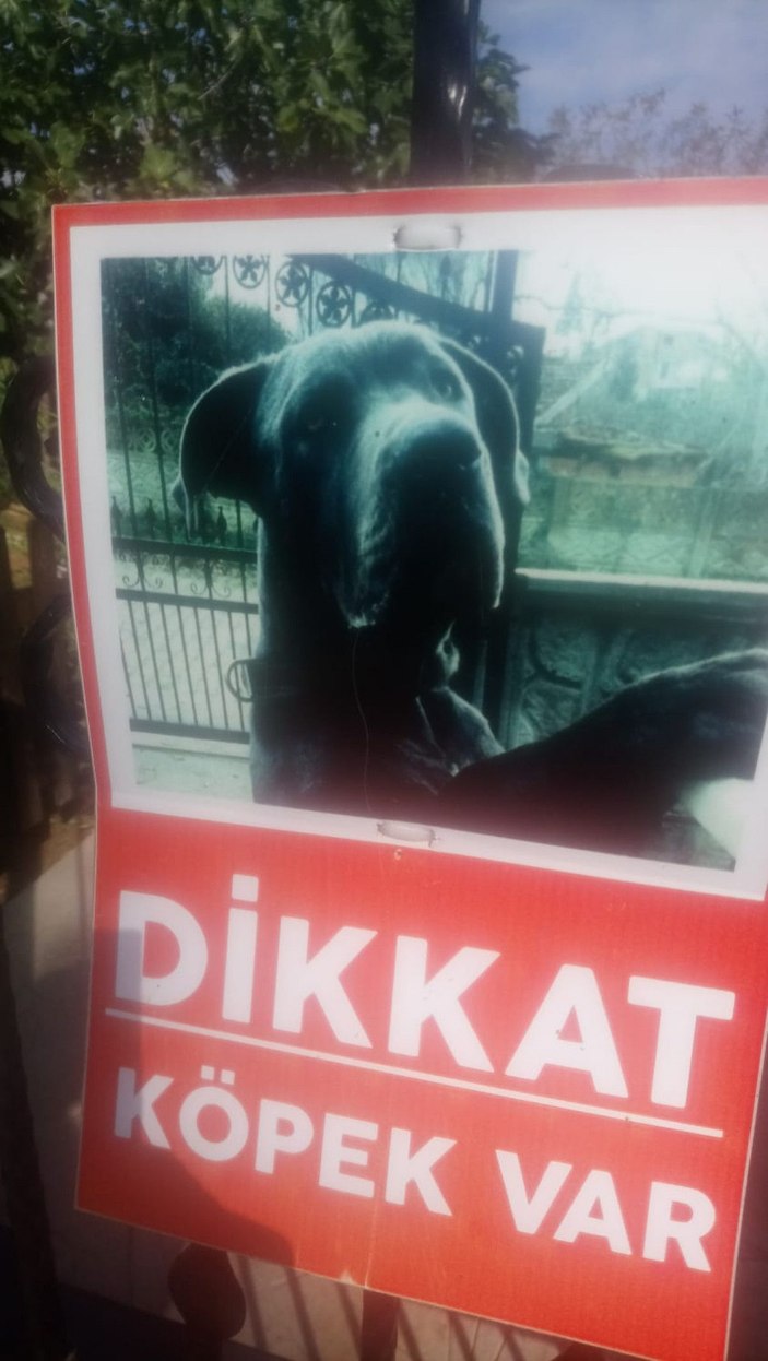 Alaz'ın köpek saldırısında kopan kulağına 300 dikiş -8