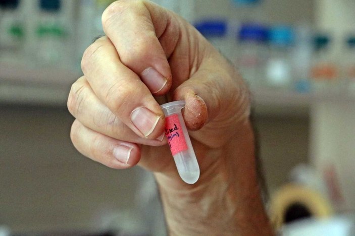 Koronavirüse karşı bitkiden üretilen kokteyl aşı, insan deneyine hazır