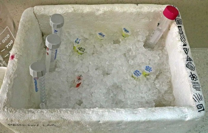Koronavirüse karşı bitkiden üretilen kokteyl aşı, insan deneyine hazır