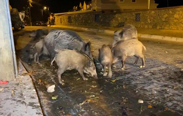 Fethiye merkezine inen domuzları, turistler ve halk elleriyle besliyor -6