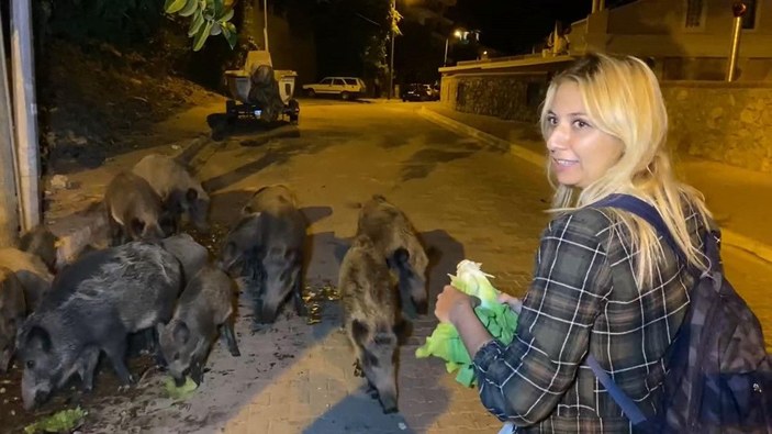 Fethiye merkezine inen domuzları, turistler ve halk elleriyle besliyor -1