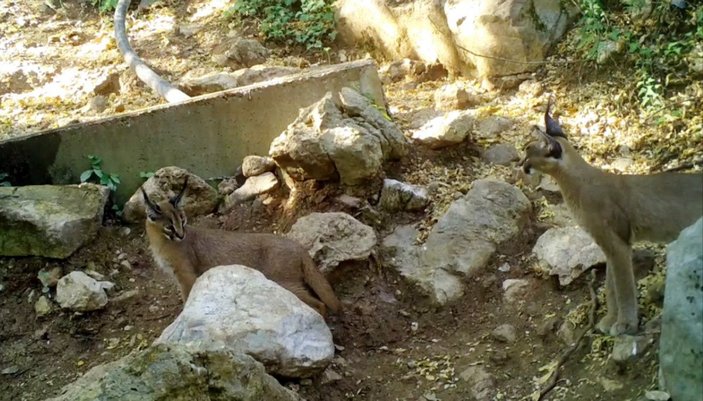 'Ormanın hayalet kedisi' Antalya'da görüntülendi -1