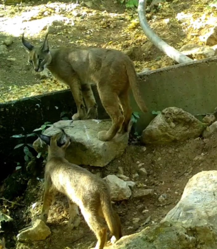 'Ormanın hayalet kedisi' Antalya'da görüntülendi -5