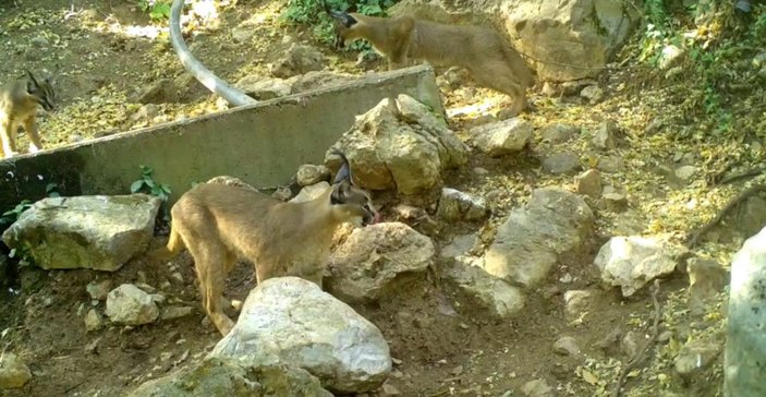 'Ormanın hayalet kedisi' Antalya'da görüntülendi -4
