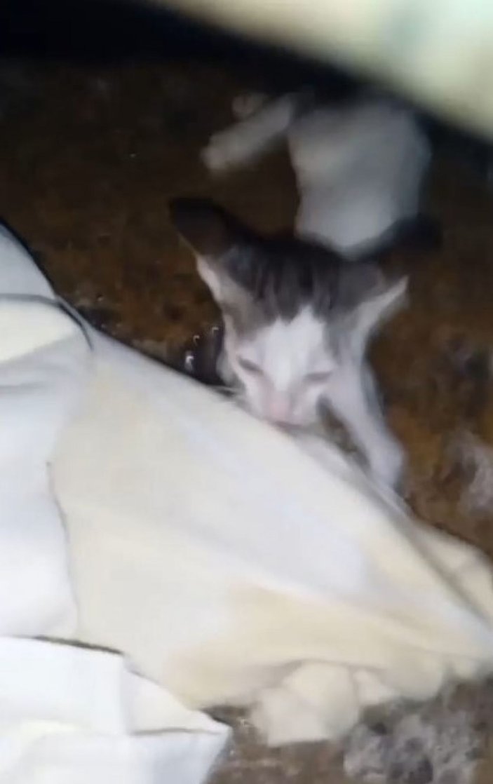 Antalya'da denize düşen yavru kedi, uzatılan bez parçasıyla kurtarıldı