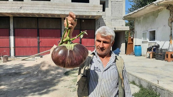 Bahçesinde yetiştirdiği 3 kiloluk patlıcan görenleri şaşırttı -3