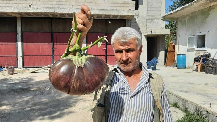 Bahçesinde yetiştirdiği 3 kiloluk patlıcan görenleri şaşırttı -2