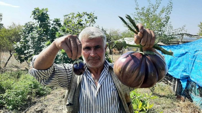 Bahçesinde yetiştirdiği 3 kiloluk patlıcan görenleri şaşırttı -1