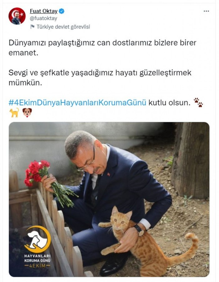 Cumhurbaşkanı Yardımcısı Oktay'dan 'Hayvanları Koruma Günü' mesajı -1