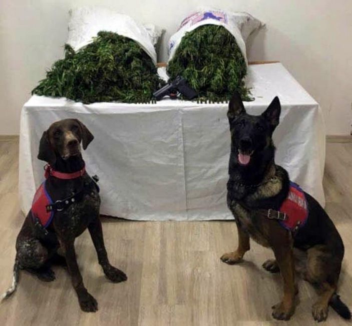 d Denizli'de 18 kilo 840 gram esrar ele geçirildi -1