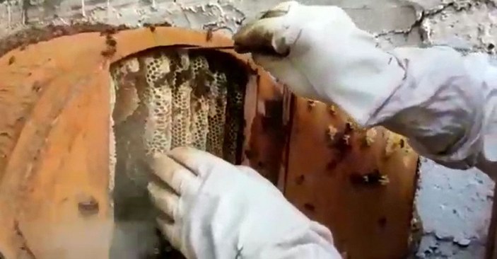 Kadıköy'de 4 ay önce kurulan arı kovanında yetişen ballar mahalle sakinleriyle buluştu -1