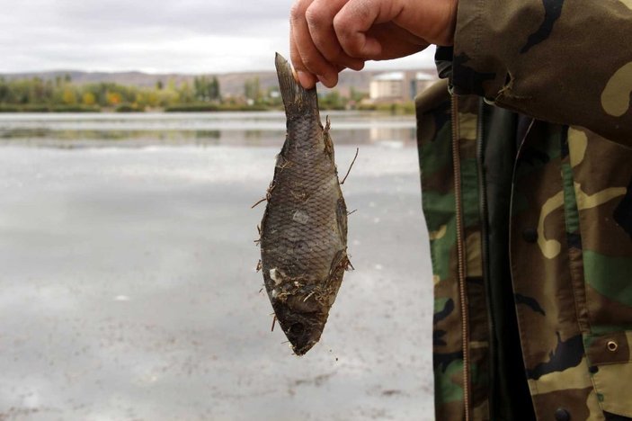Sivas'ta çevre felaketi: Çekilen Ulaş Gölü'nde yüzlerce balık öldü